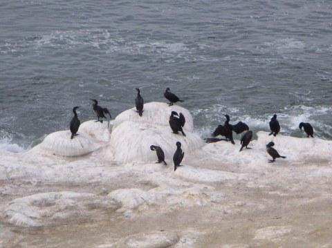 La Jolla Cove